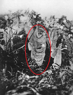 妖精は実在する 神秘の生物 Uma大百科